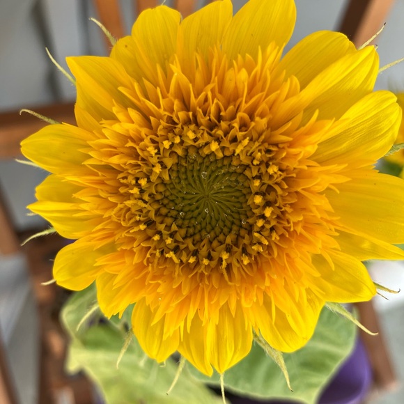 Meet your Posher ☀️Shop Find Shine ☀️ - Picture 3 of 3